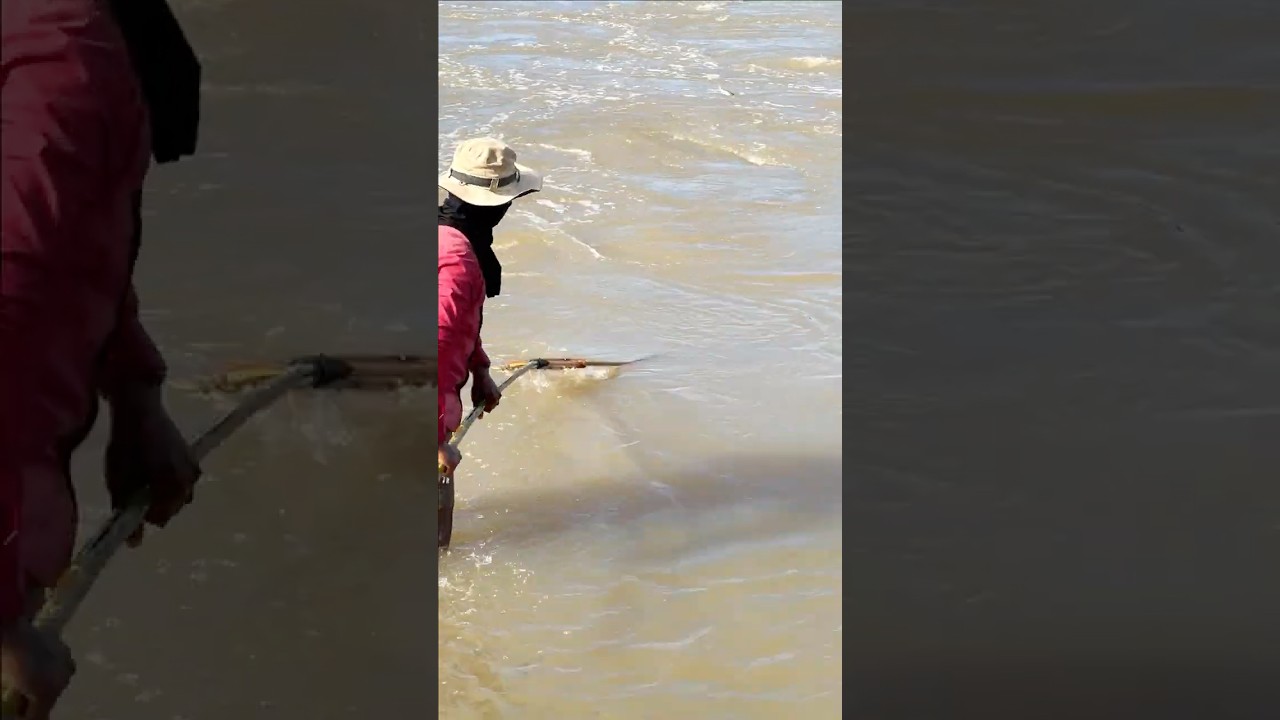 Free Life KH: Real Life 100% Net Fishing In River At The Countryside.(Episode 245)