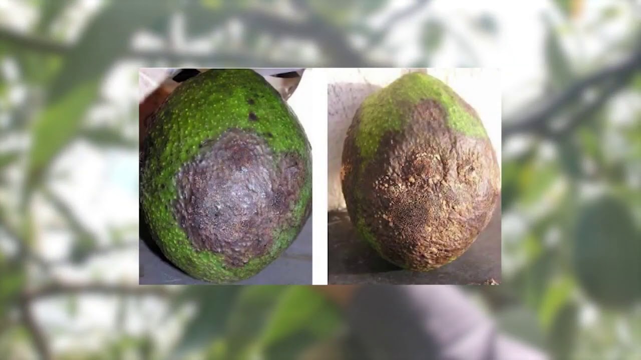 Módulo 5: Enfermedades del cultivo de aguacate