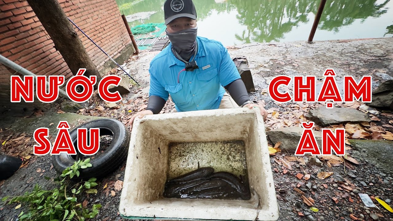 Cách Câu Lure Cá Lóc Nhát Mồi Nằm Sát Đáy Hồ Nước Sâu Khi Câu Cá Lóc Hồ Dịch Vụ