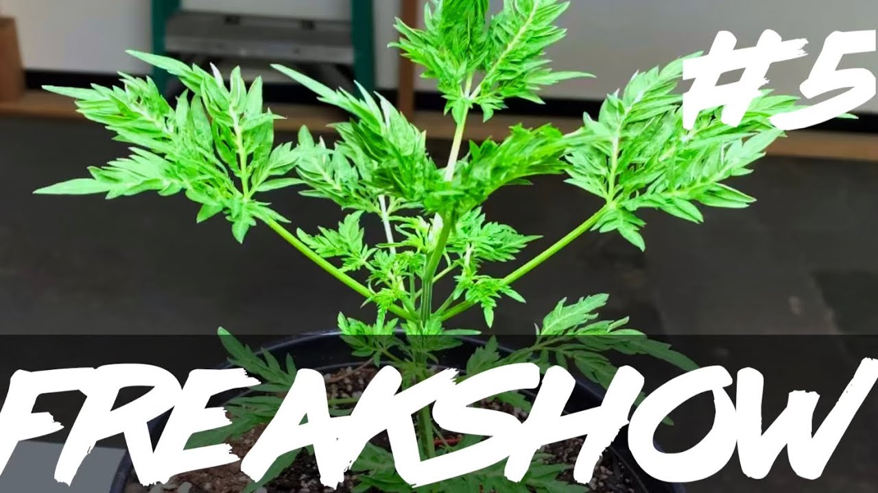 Matty Grows | The Work Grow | Freakshow | #5  | #Freakshow #HimboldtSeedCompany