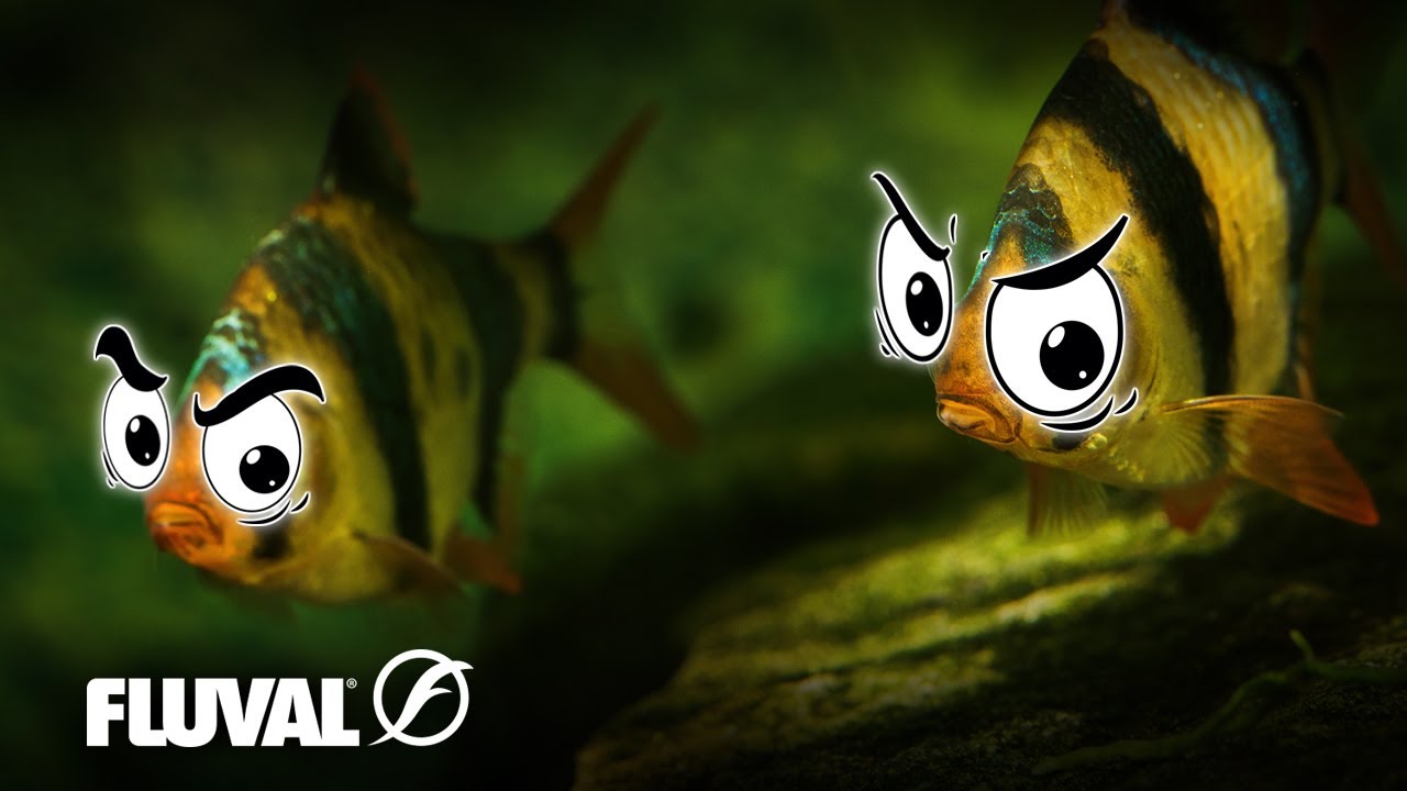 FIN-NIPPERS | How To Prevent Aquarium Fish Aggression