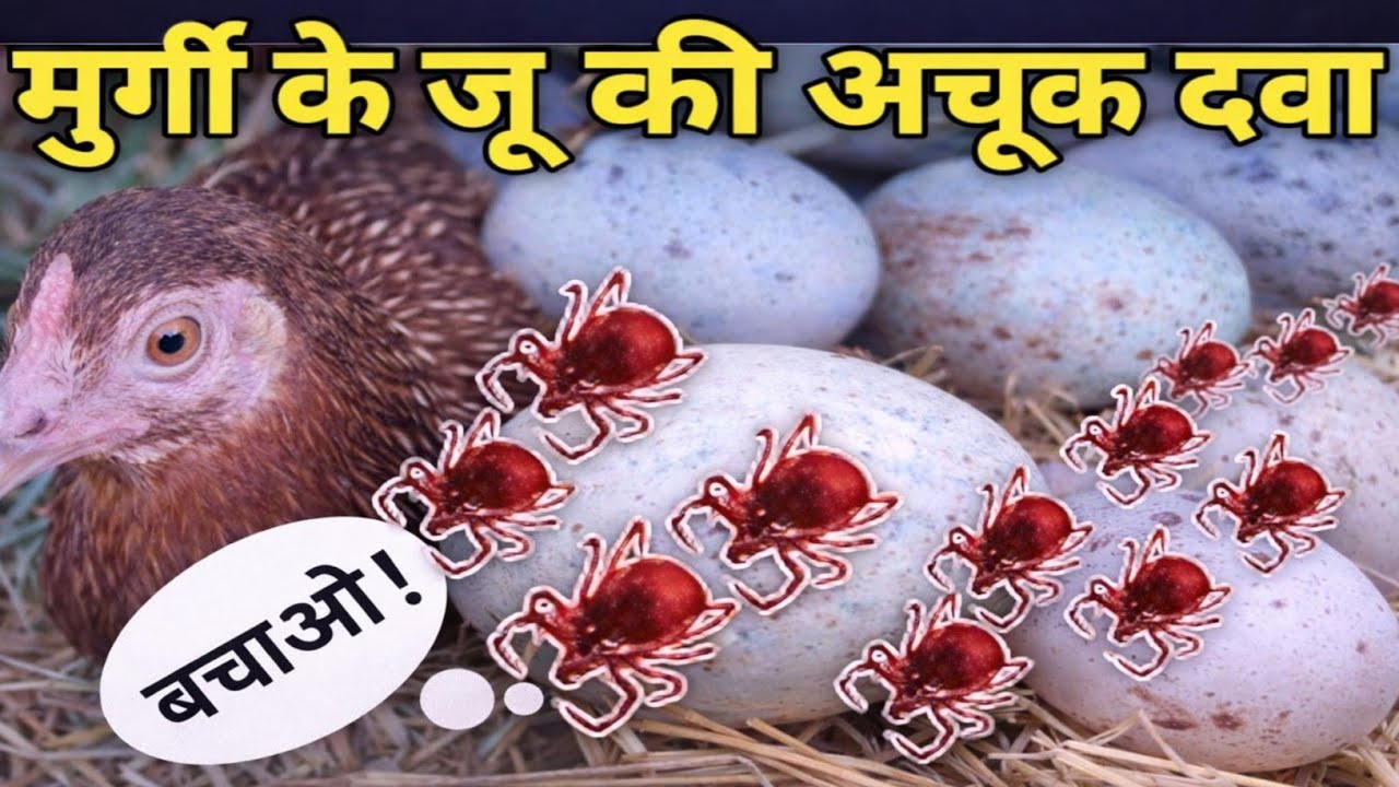 Murgi Ki Ju Ka Gharelu Ilaj || मुर्ग के जू की अंग्रेजी दवा