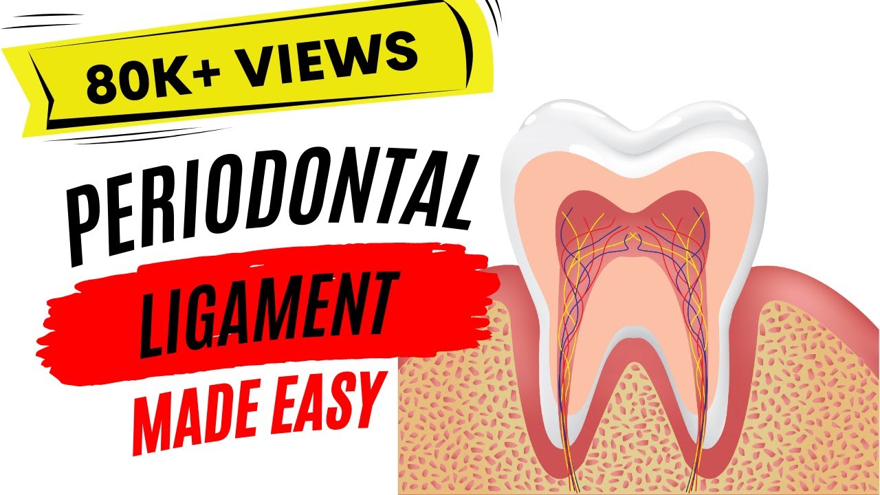 Periodontal ligament