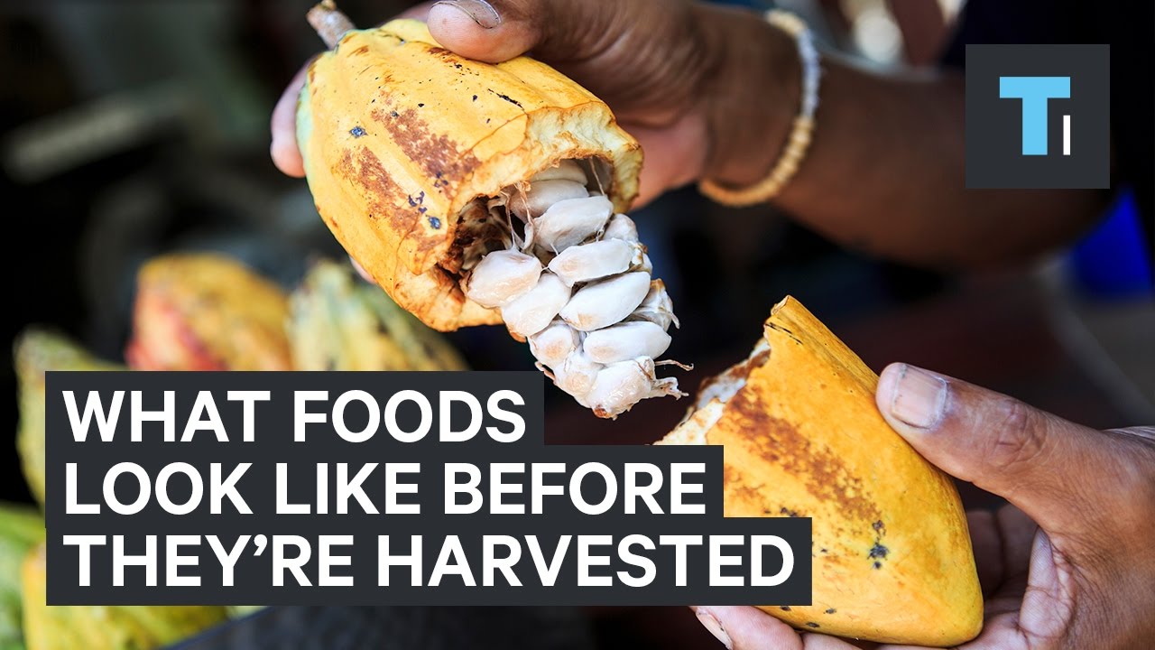 What foods look like before they're harvested