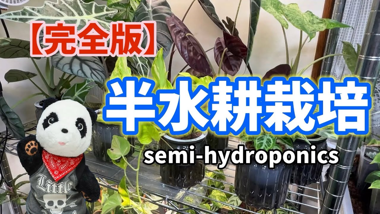 【完全版】半水耕栽培semi-hydroponicsの仕立て方からお世話まで全部お話しします！ #観葉植物 #houseplants   #plants 