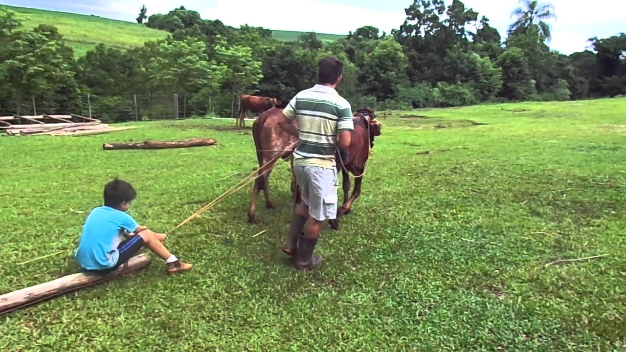 como amansar junta de terneiras gir