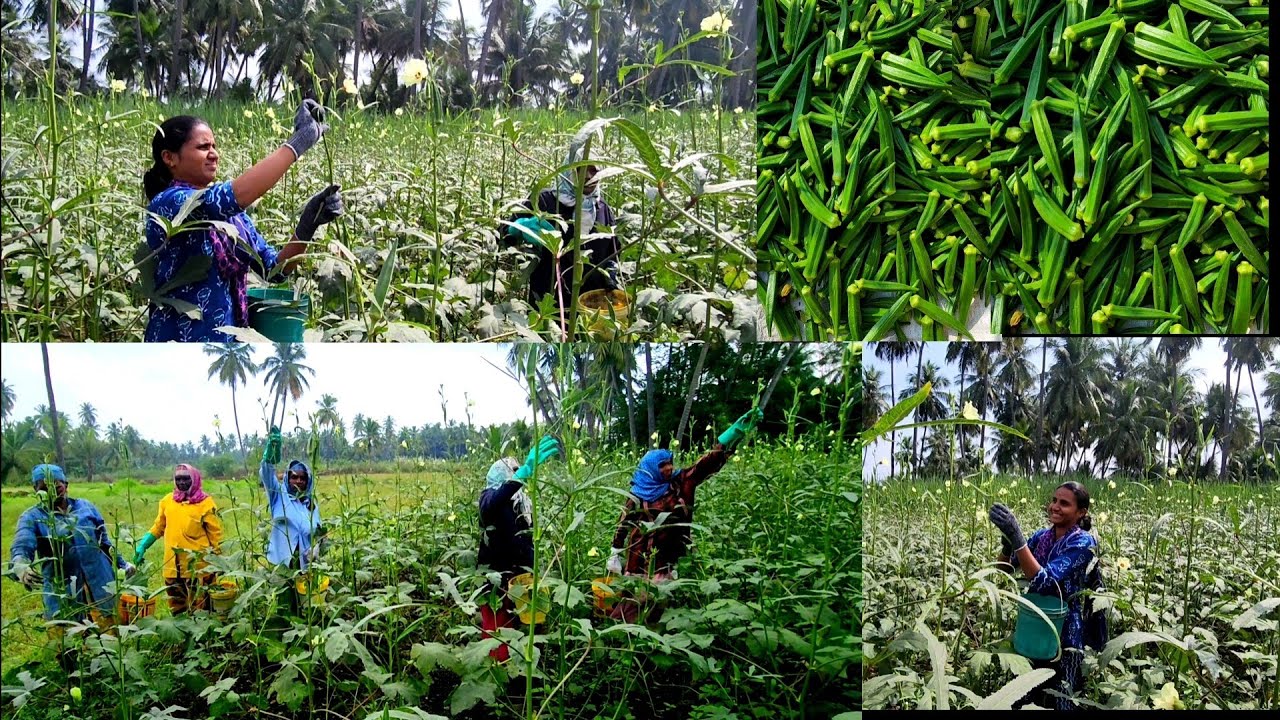 ஒரு ஏக்கர் வெண்டைக்காய் அறுவடை ஒருவழியா முடிந்ததுங்க|vendaikaai farming|வெண்டைநடவு முதல் அறுவடை வரை