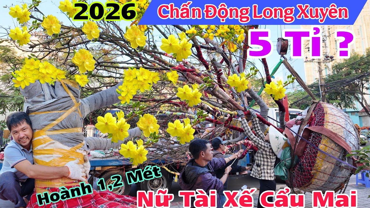  Chợ Hoa Tết 2026 Long Xuyên An Giang CỤ MAI tiền tỉ đổ bộ ,xem nữ Tài Xế cẩu mai mà hồi hộp quá 