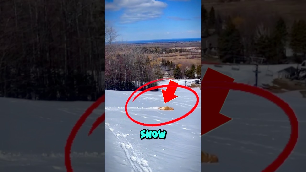 Dog Discovers Snow… and Goes Full Olympic Mode😱