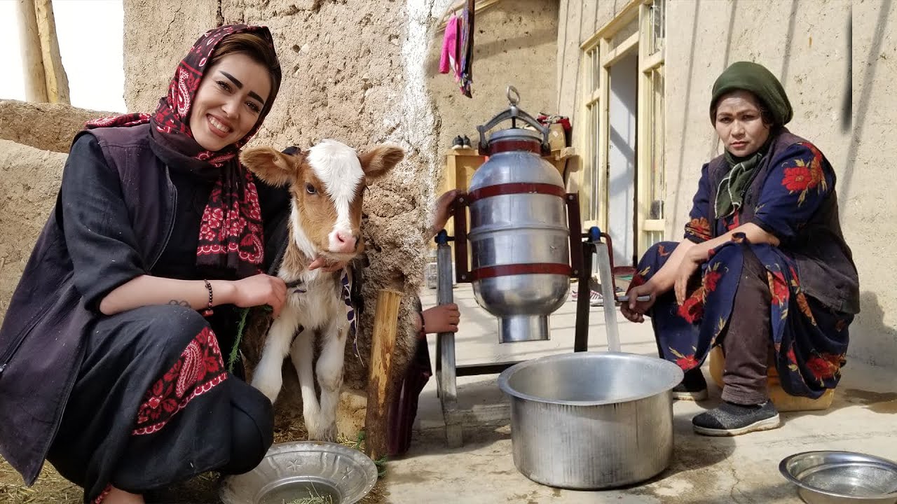 Rural Life In The Mountainous Afghanistan Village  Milking Cow  |  Village Life Afghanistan