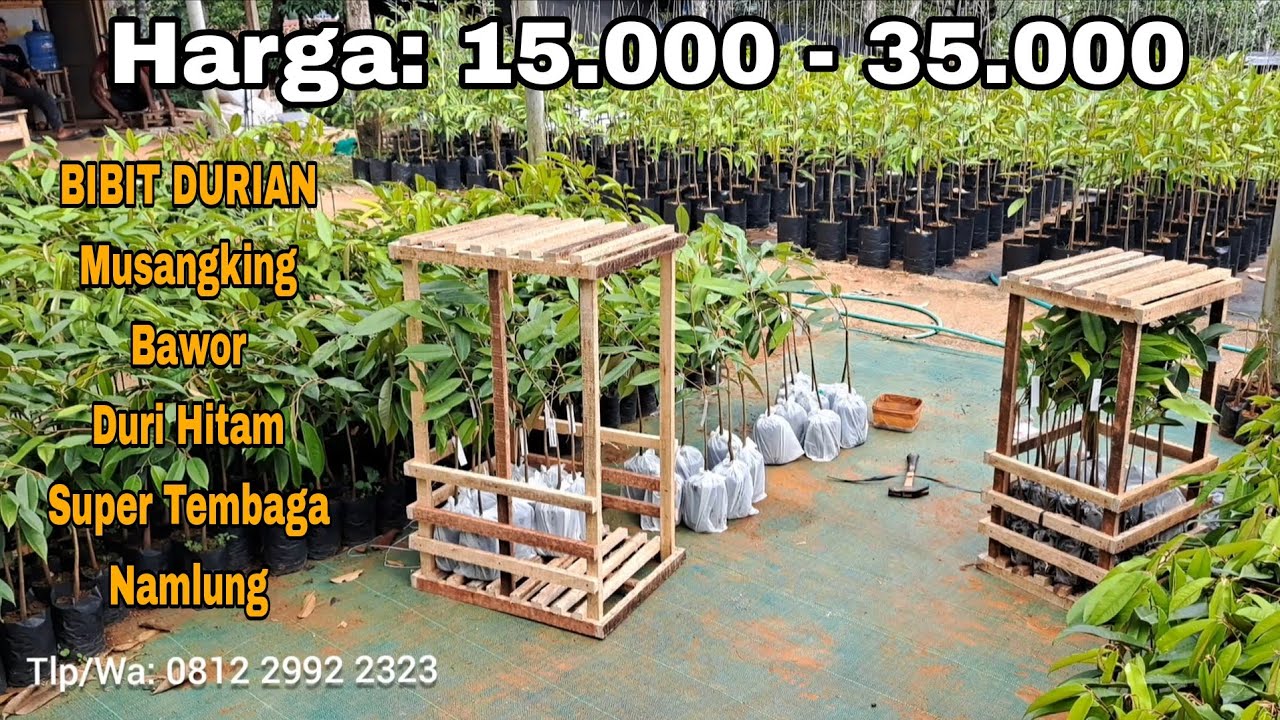 Harga Bibit Durian Musangking, Bawor, Duri Hitam, Super Tembaga, Namlung 