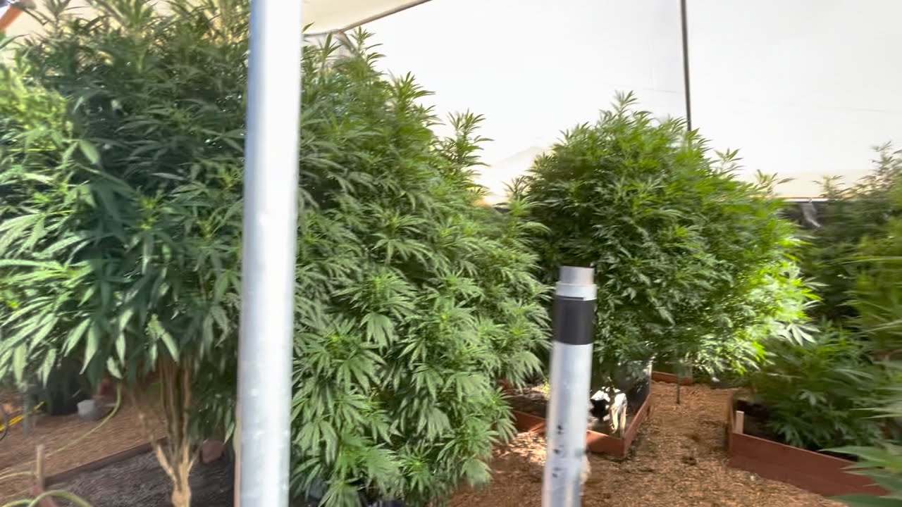 Kali Outdoor weed grow 2021 flower time