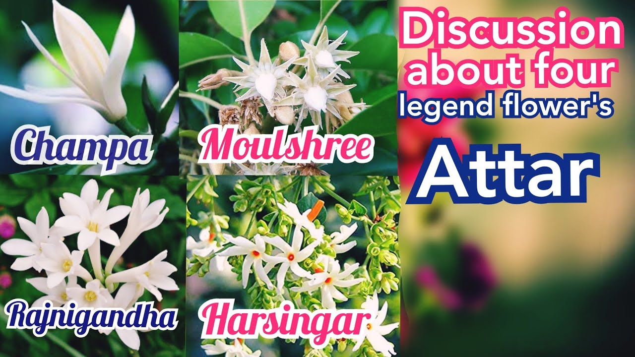 Attar Champa || Attar Harsingar || Attar Rajnigandha || Attar Moulshree
