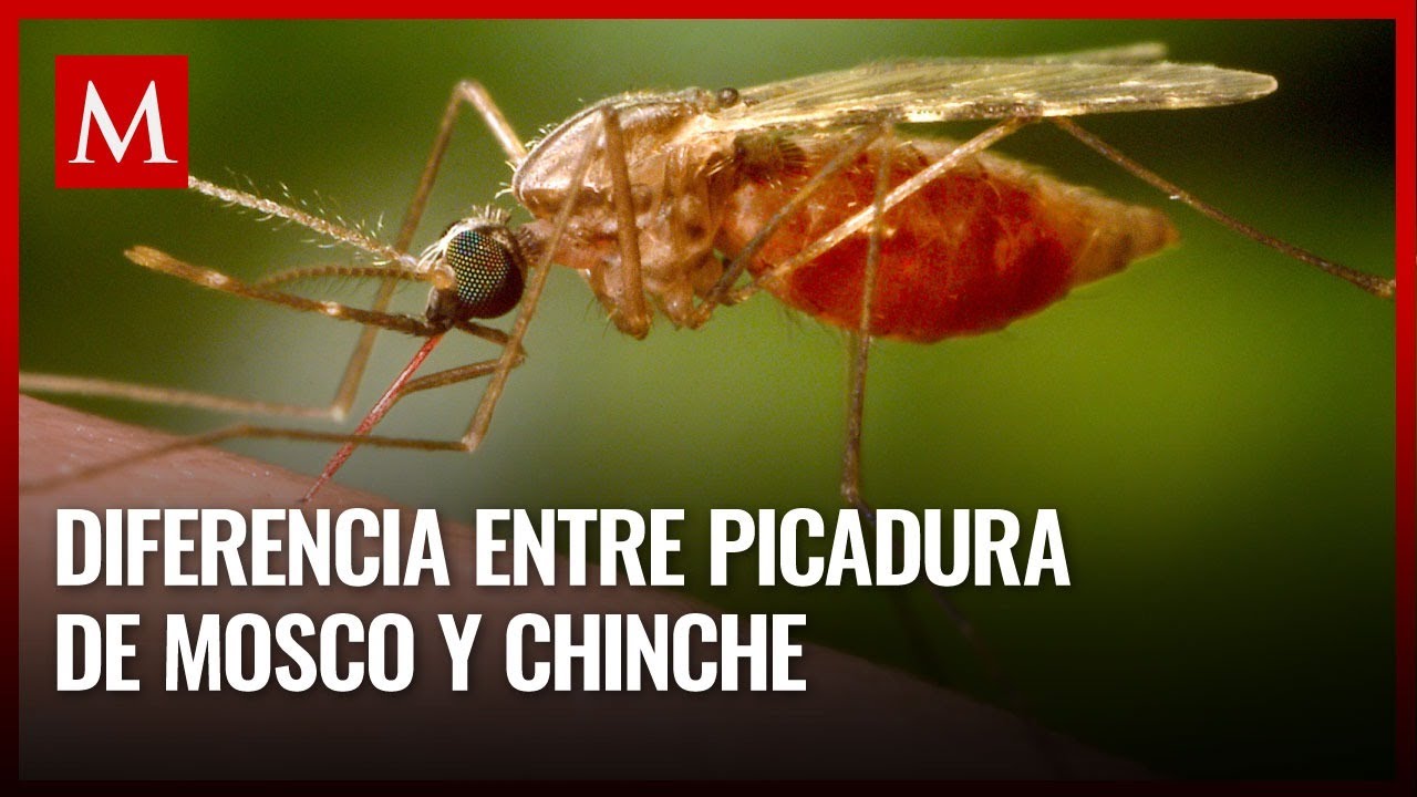 &iquest;Lo puedes notar? &Eacute;sta es la diferencia entre picaduras de chinche y de mosquito