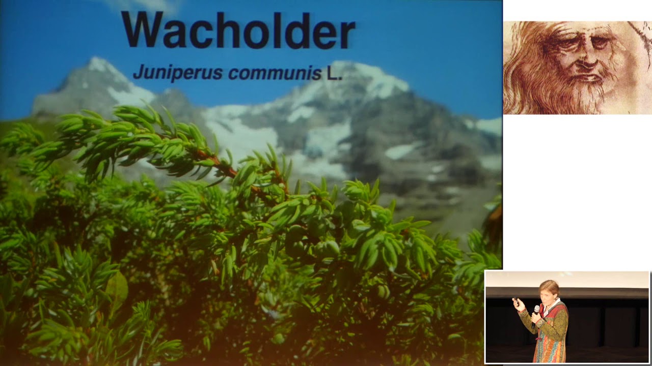 1/2: Dr. med. Marianne Ruoff: Wacholder - W&auml;chterbaum und Ahnenpflanze