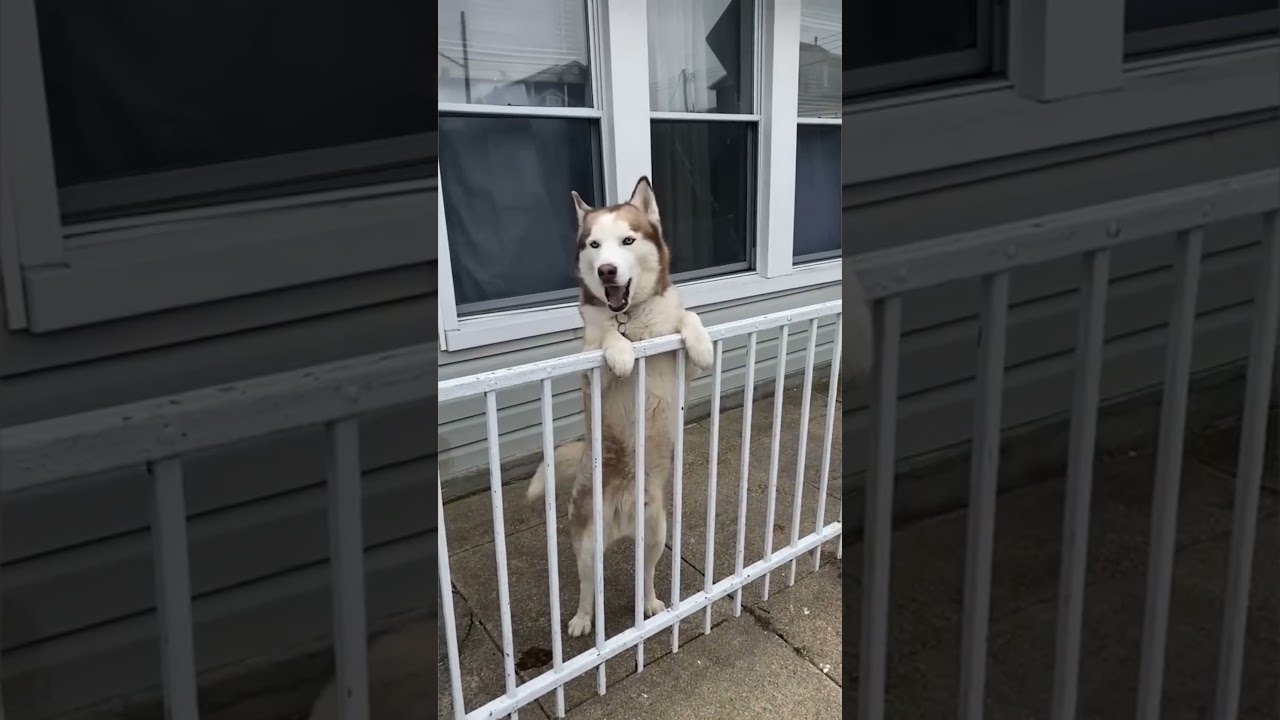 This Dog’s Bark Sounds Like It’s Speaking ENGLISH 😲🐶 