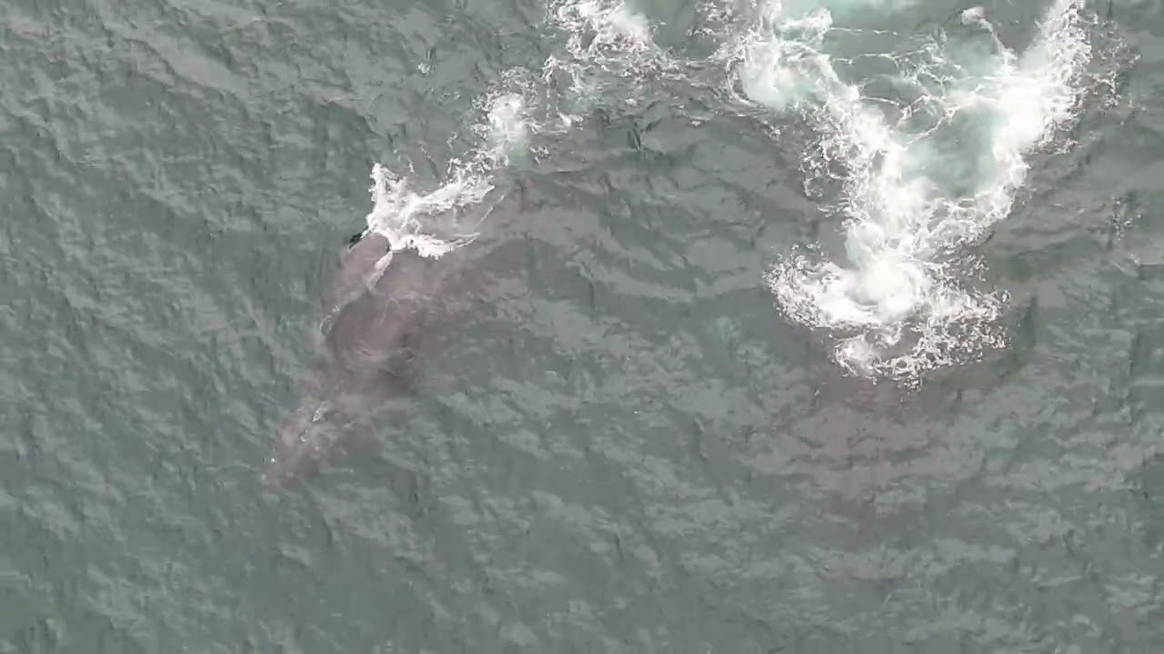 humpbacks off of Cerritos beach , Mazatlan, Mexico