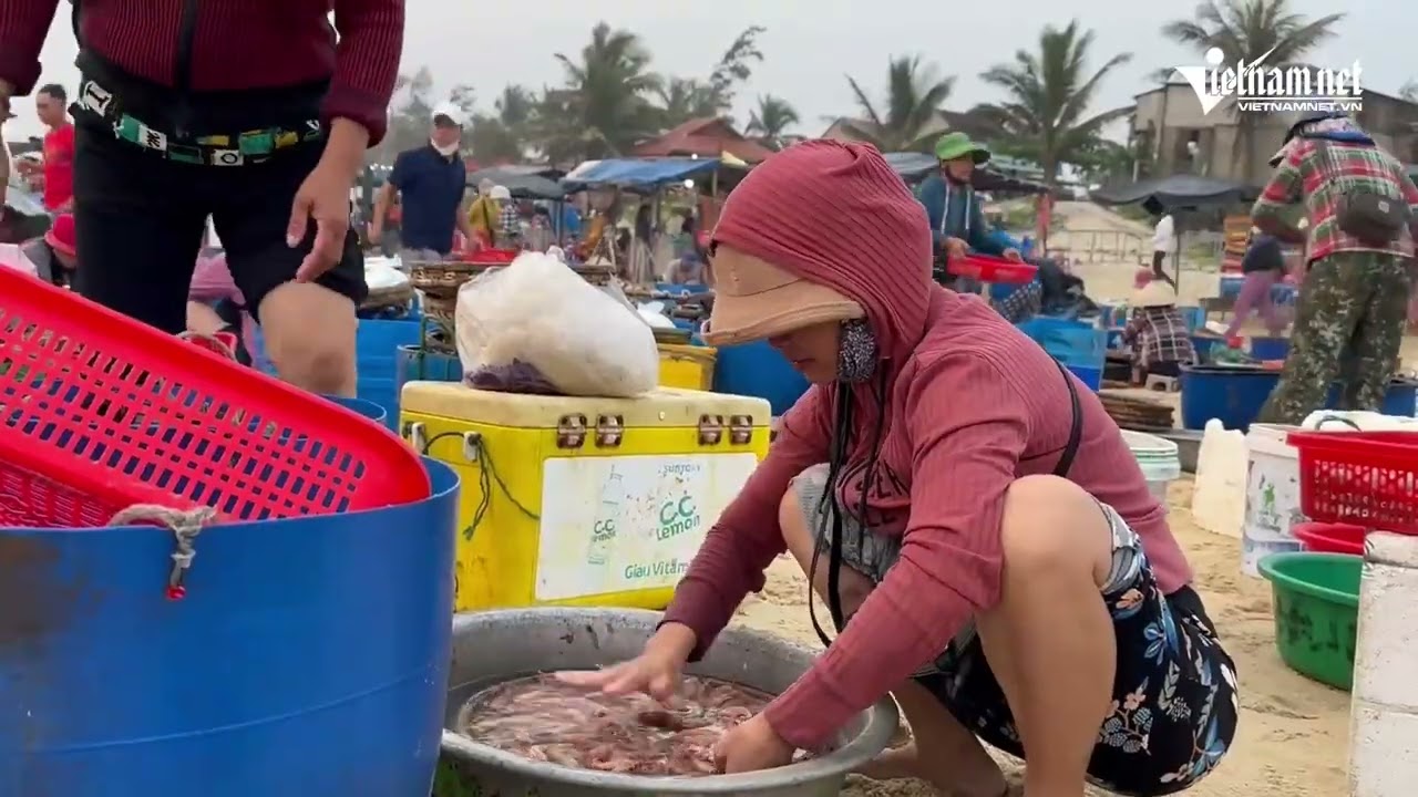 Welcoming the dawn, watching the busiest coastal fish market in Quang Nam