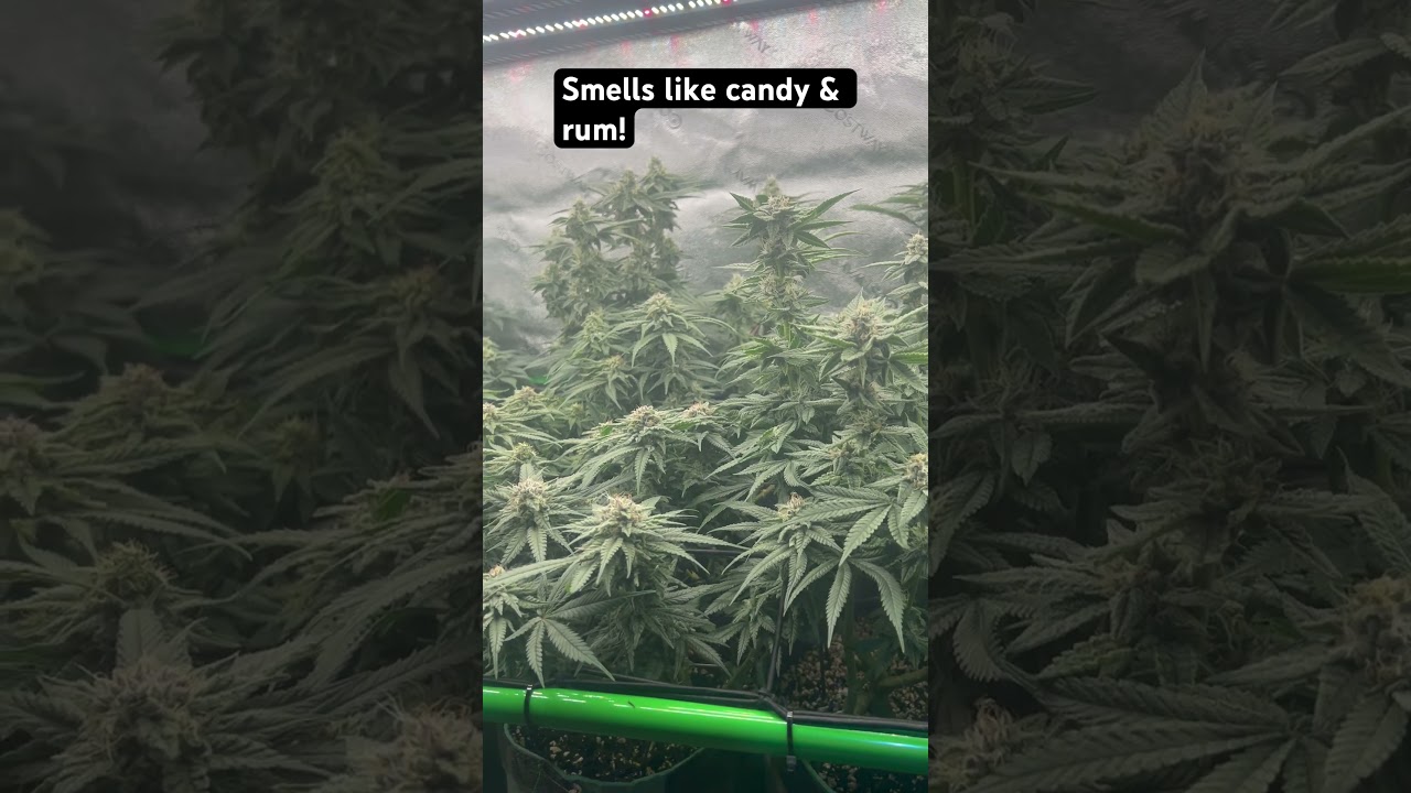 RQS!#cannabiscommunity #foop #metal #floweringplants #viralvideo #indoorgrowing #canopy #4x2 #colas