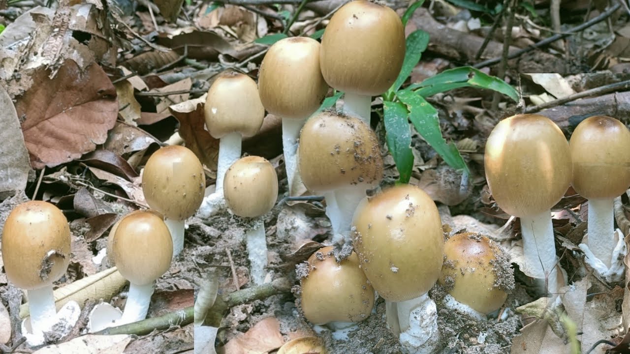 เก็บเห็ดวันนี้!!หมายเดียว!ระโงก 4 สีเกือบ 3 กิโล!พร้อมเห็ดรวม!14เม.ย65