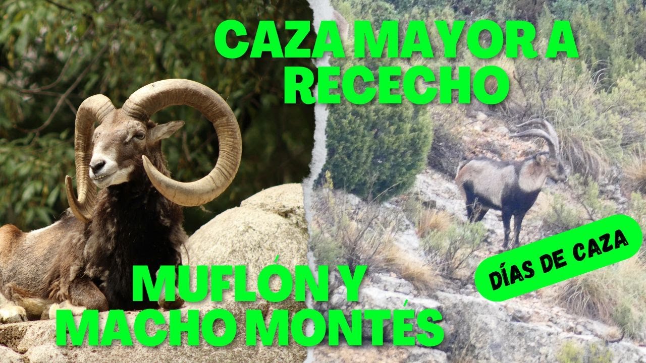 CAZA MAYOR A RECECHO MUFL&Oacute;N Y MACHO MONTES