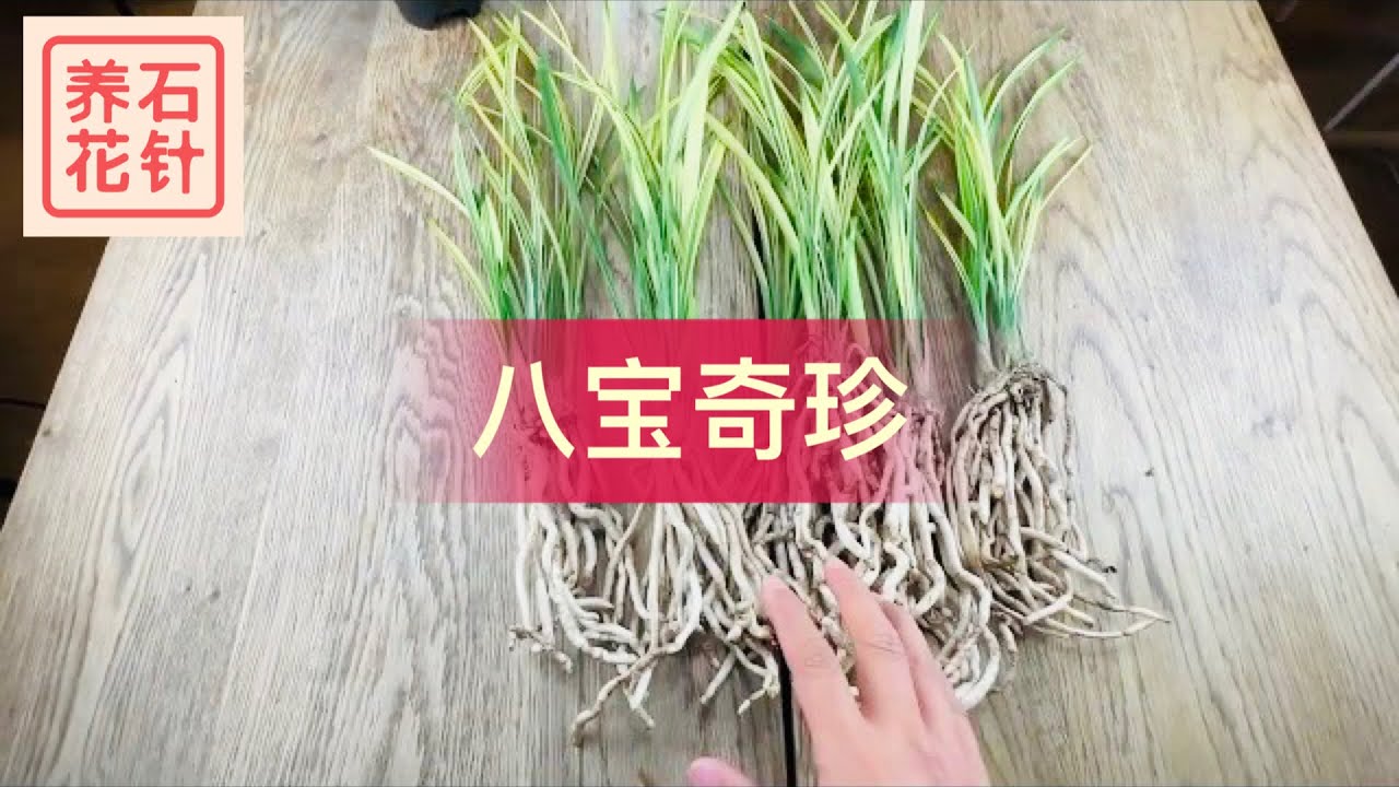 国兰“八宝奇珍” - 看看刚刚到货的苗（根系白白胖胖） - 说说名字的由来（购买信息请见说明区）
