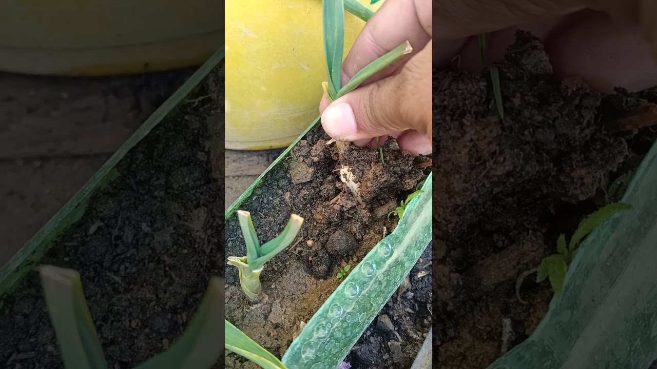 Pulling garlic #farming #satisfying #shorts