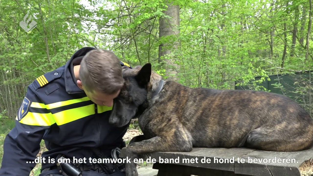 POLITIEHONDEN TRAINEN SPEURWERK