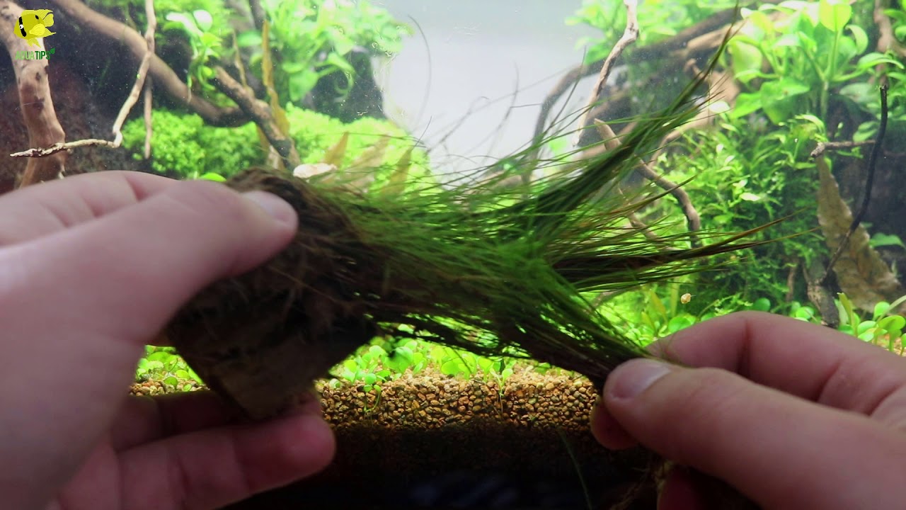 Como Ganar Profundidad Acuarios Plantados: Hydrocotyle tripartita vs Eleocharis parvula || AquaTips