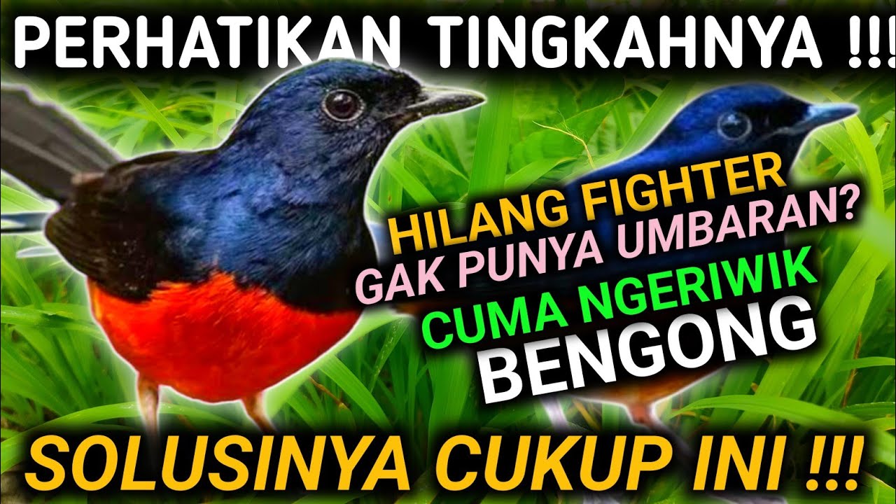 CARA MUDAH MURAH MERAWAT MURAI BATU DENGAN KONDISI SEPERTI INI  | DRK MURAI BATU TERBARU