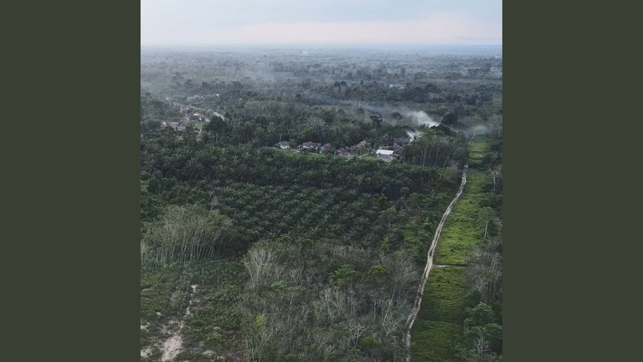 Golden Harvest in the Palm Fields