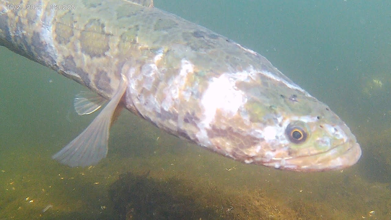 Hanging out with a Snakehead