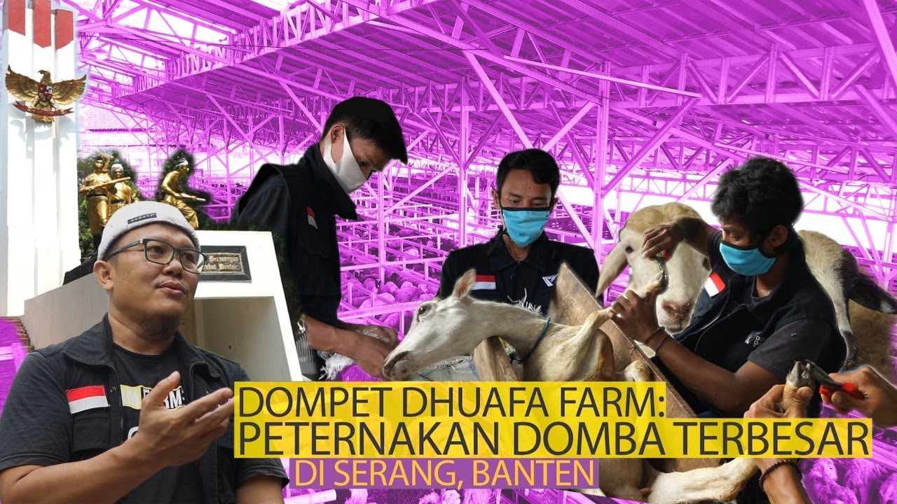 Peternakan Domba Terbesar di Serang, Banten - Dompet Dhuafa Farm