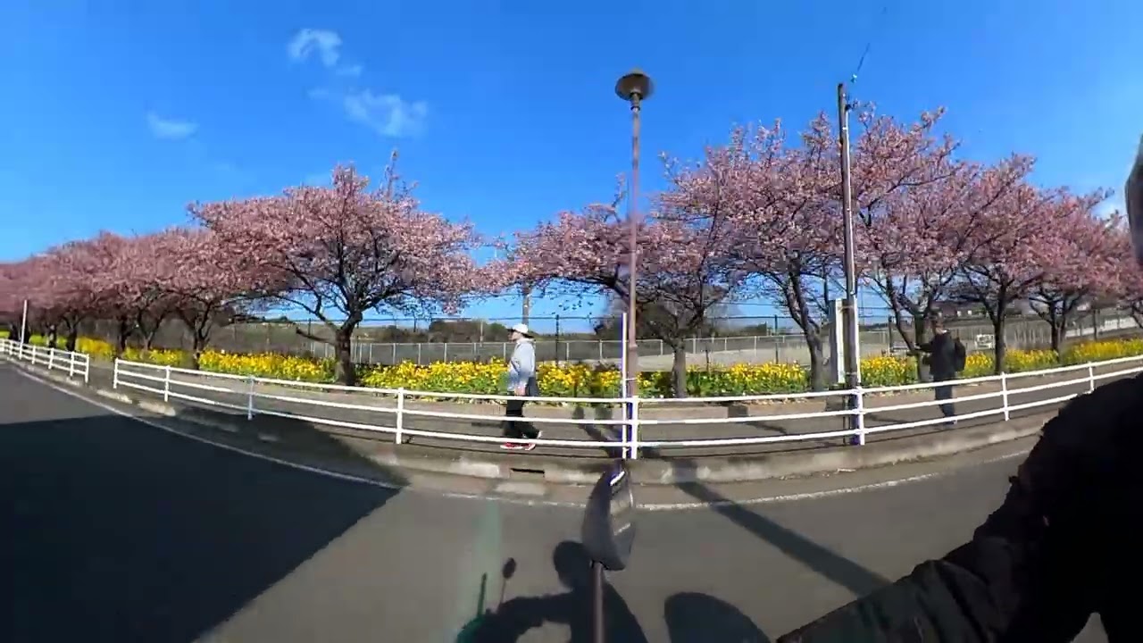 2026.2.16  アドレス110からの撮影  第22回三浦海岸桜まつり観賞ツーリング BGM 桜