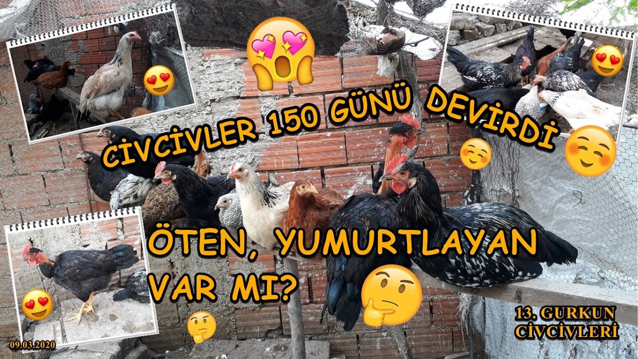 Civcivler 150 Günlük Oldu - Sürpriz Olaylar :) 