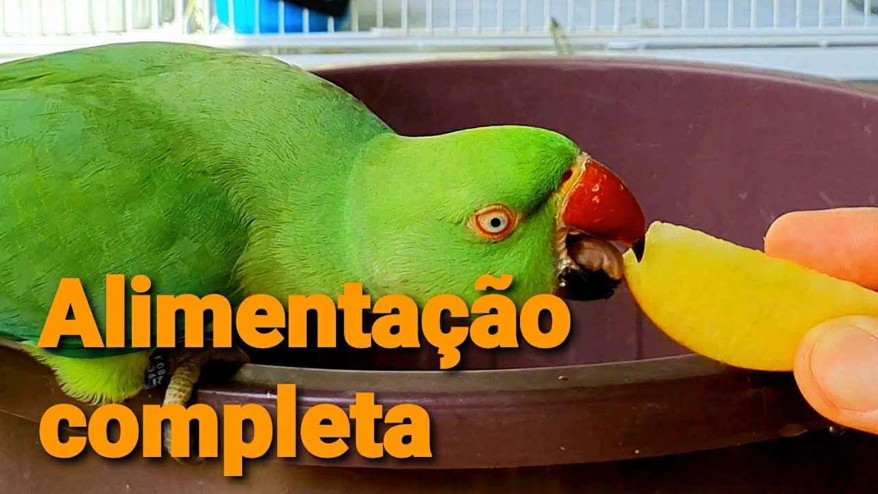 MINHA ALIMENTAÇÃO COMPLETA 4K