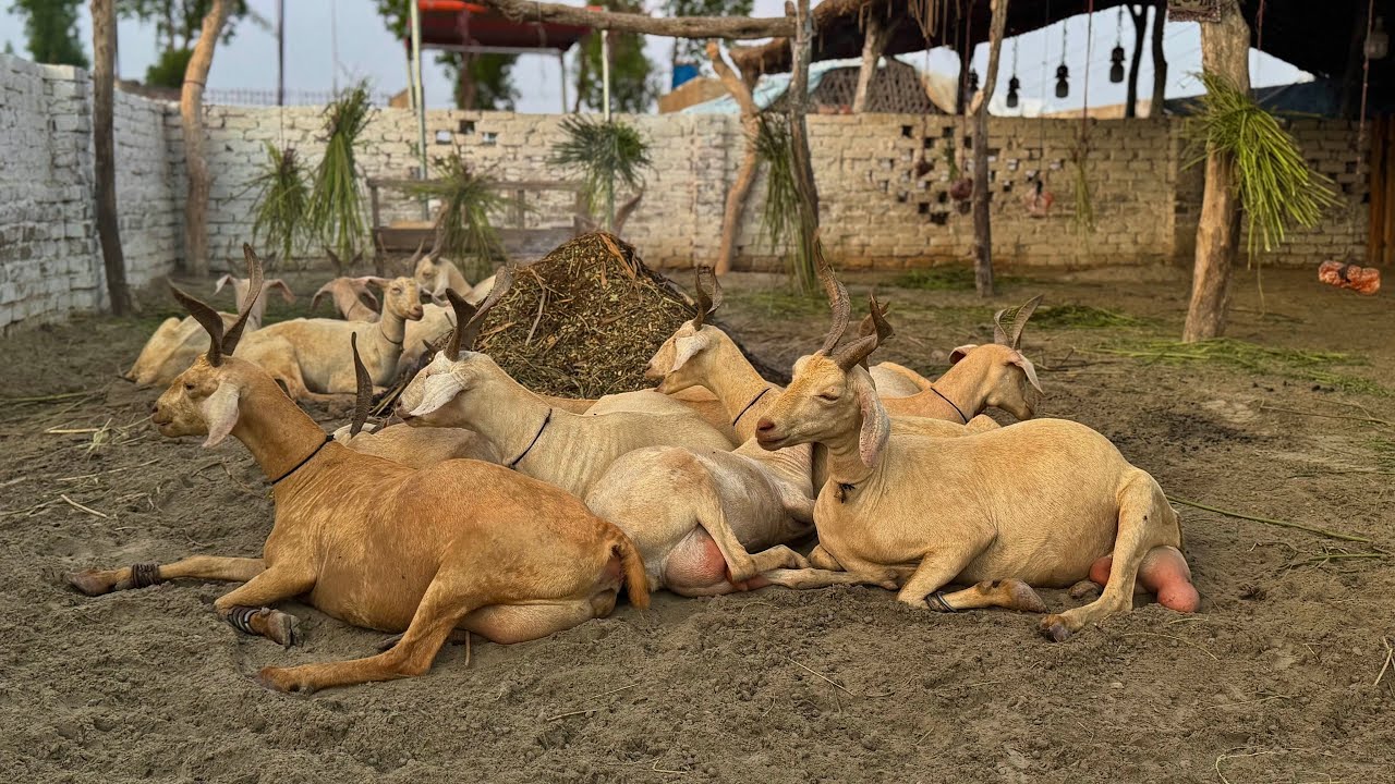 Silk Goats | Complete Documentary | Narejo Goat Farm