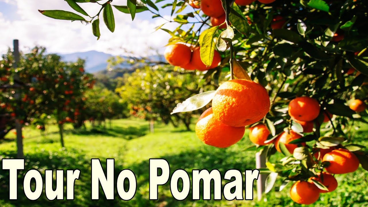 👉 TOUR NO MEU LINDO POMAR!!! FRUTÍFERAS QUE PLANTEI  😋🍇🍒🥑