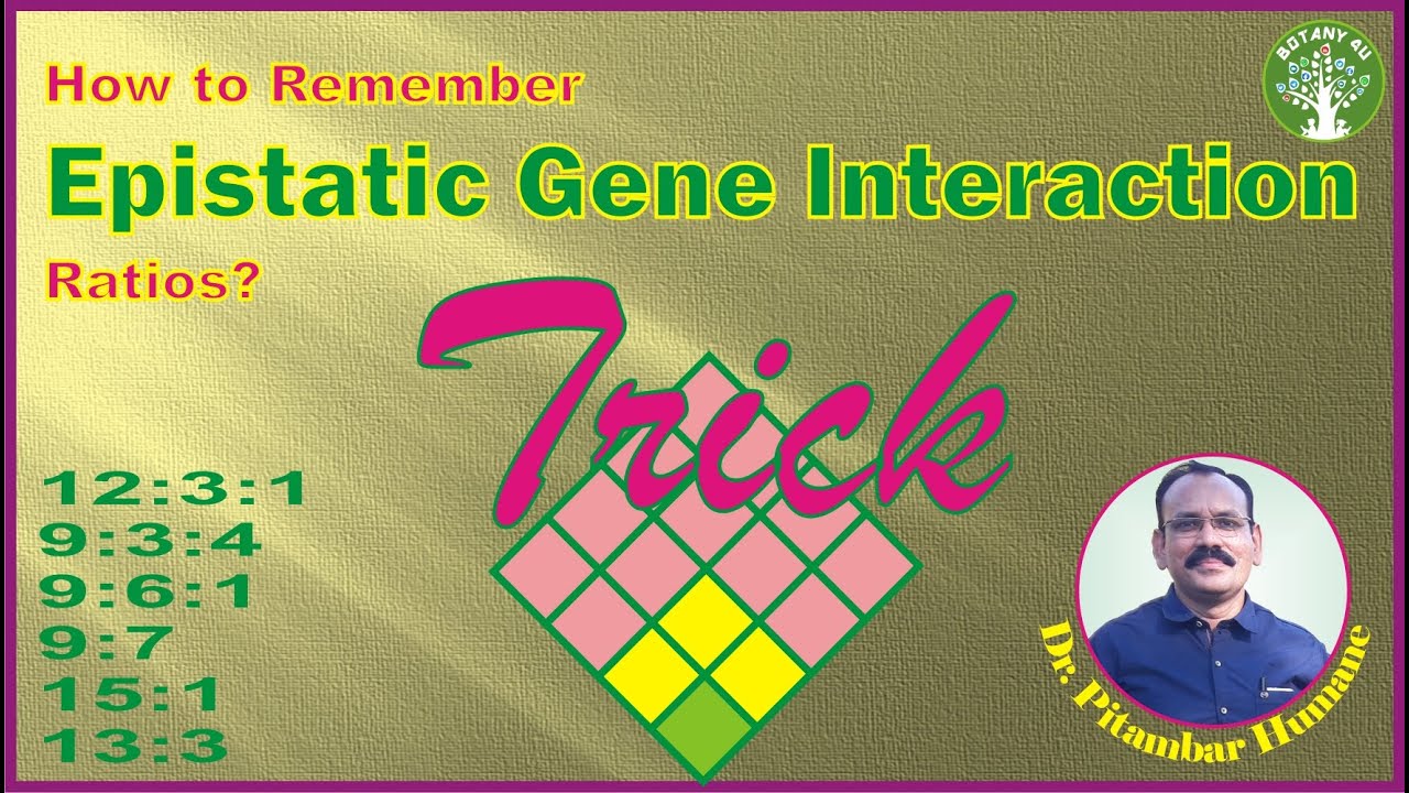 BOTANY 4U | GENETICS | PITAMBAR HUMANE | Tricks to Remember Epistatic Gene Interaction Ratios