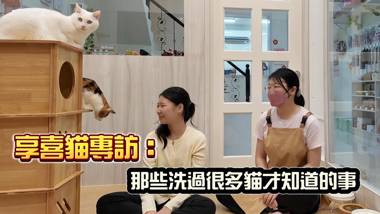 【享喜貓專訪】那些洗過很多貓才知道的事