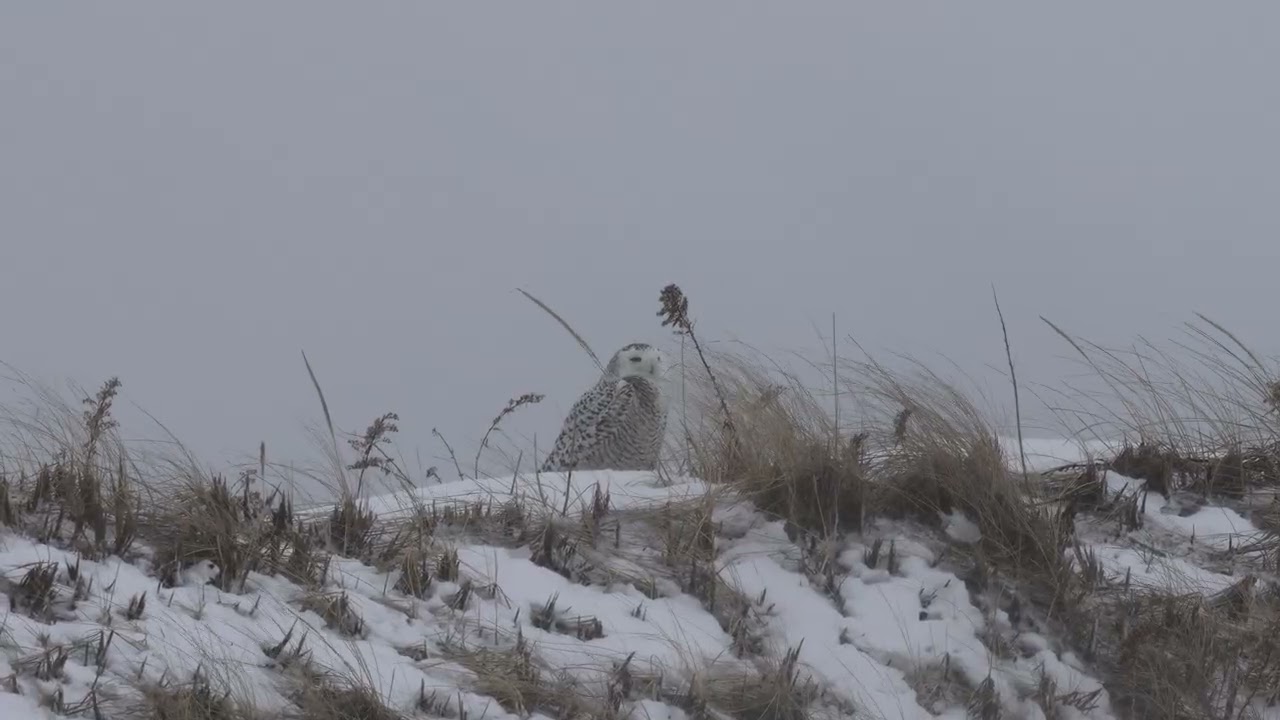 Snowy Owl (2026/03/01)