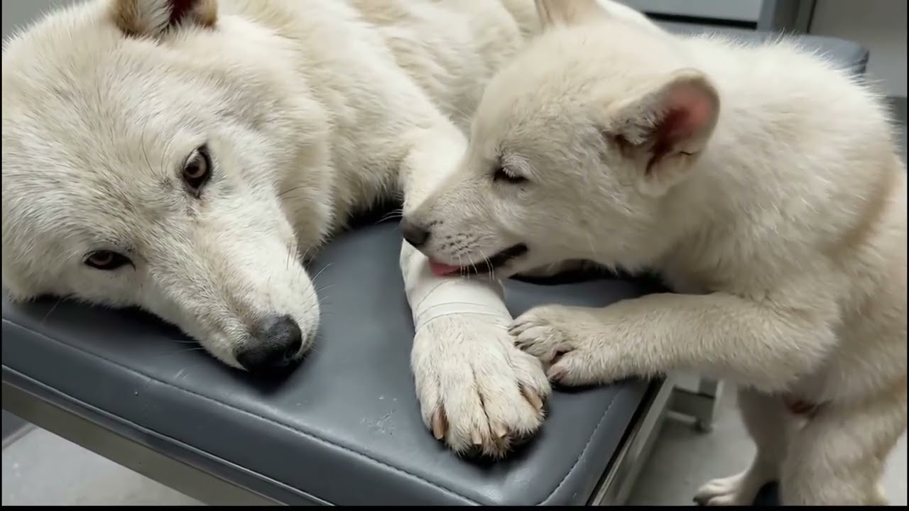 Rescue of a Desperate Wolf Pup Proves the Power of Human Kindness ❤️❤️❤️