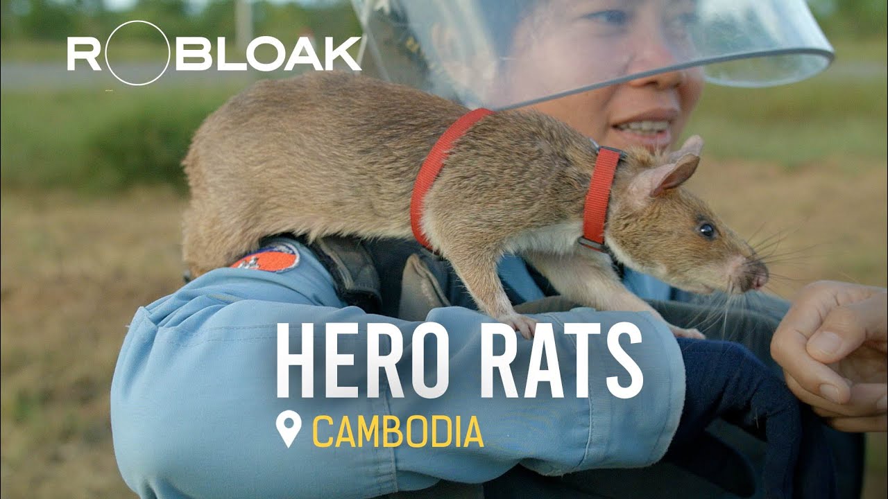From Pests to Protectors: Rats Tackle Cambodia's Landmines.