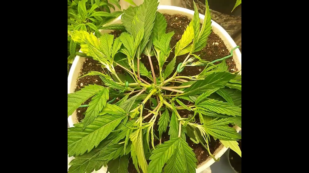 Training Daddy #4 from Clone, Vegging for 2 Weeks