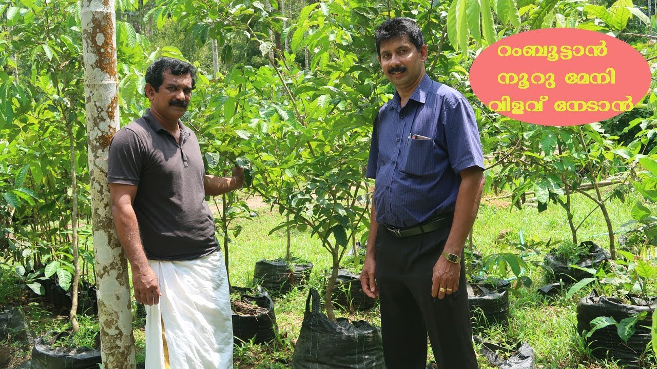 റംബൂട്ടാൻ നൂറു മേനി വിളവ് നേടാൻ Rambutan farming Of Babu Joseph