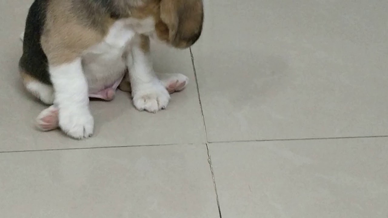 Beagle puppy, cuteness overload
