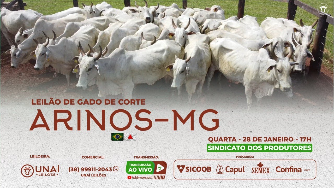 LEILÃO DE GADO DE CORTE DA UNAÍ LEILÕES EM ARINOS - MG -28-01-2026