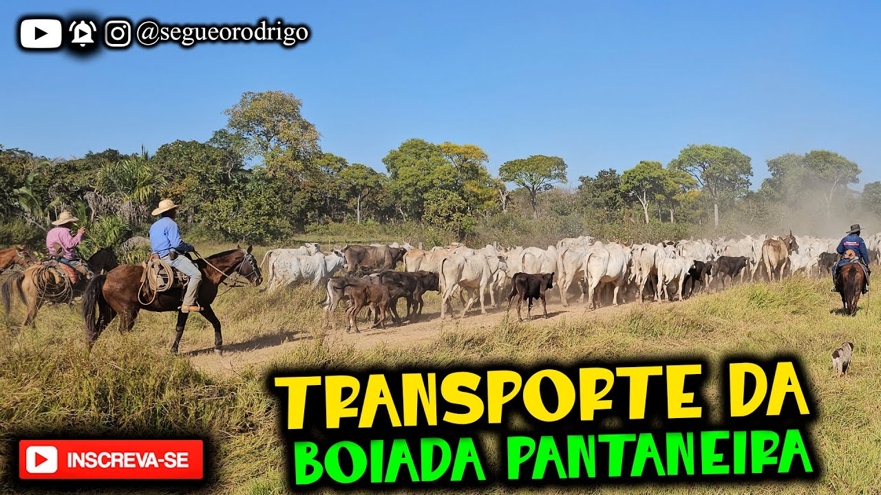 COMITIVA PANTANEIRA SAINDO DA FAZENDA SÃO JOÃO DO ARICÁ NO PANTANAL COM MUITAS VACAS NELORE
