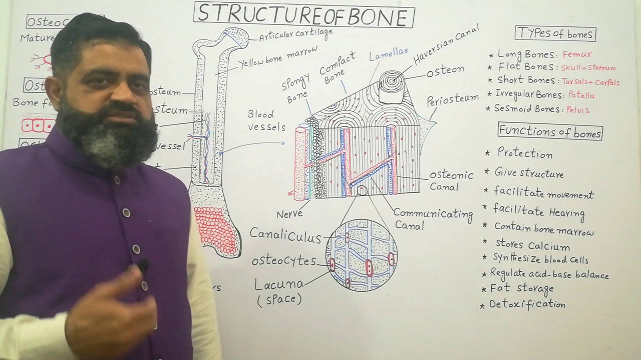 Anatomy of Bone English medium @prof.masoodfuzail | Compact Bone |Functions of Bone |Osteocyte
