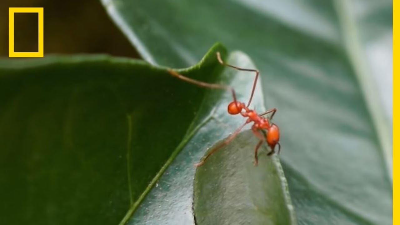 La puissance des fourmis coupe-feuilles
